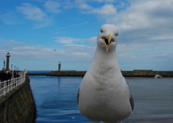 A seagull awaits visitors on Whitby's pier.