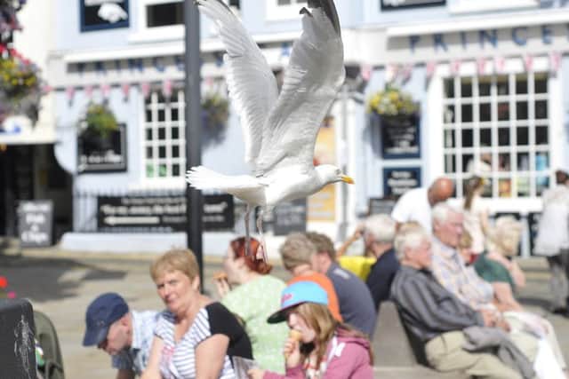 The seagull menace on the Scarborough seafront. Picture: Richard Ponter