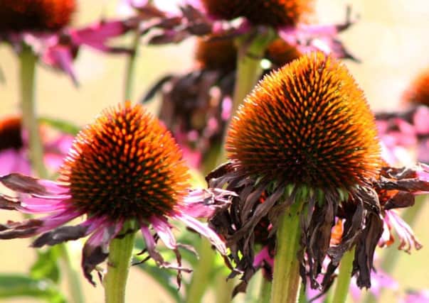 Echinacea are ideal plants for eye-catching splashes of bright colours in late summer.