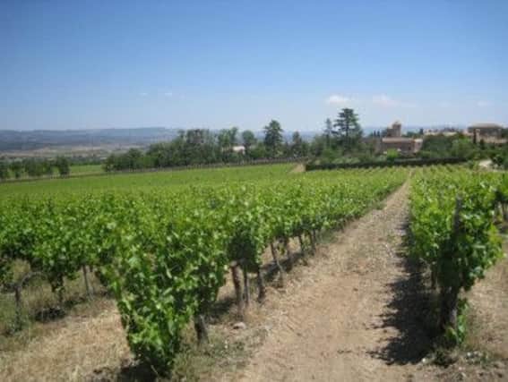 The Grans Muralles vineyard where grape variety Querol has been re-introduced