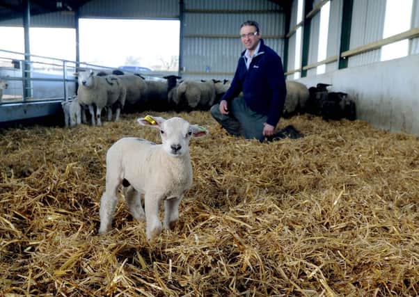 Anthony Glaves, in a shed with Pure Suffolk Ewes and their lambs.

Picture James Hardisty,