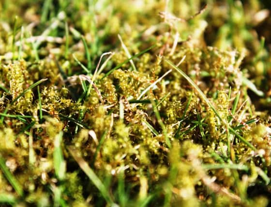 Lawn grass makes a valiant attempt to stem the advance of moss.