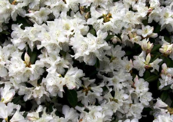 SMALL WONDER: Rhododendron Dora Amateis at its spring best.