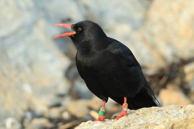 Choughs photographed by Robert Fuller