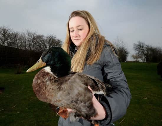 Chelsie Jenkinson, 14, the daughter of Craig Jenkinson, pictured with one of the two surviving ducks