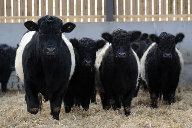 Some of Tom's Belted Galloway cattle.
Picture: Bruce Rollinson