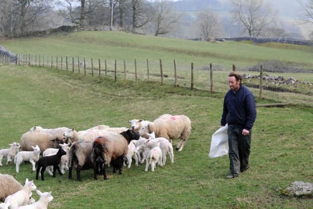 Tom with Cheviot X Texel lambs and sheep.
Picture: Bruce Rollinson
