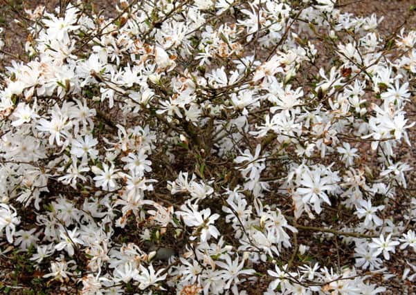Magnolia stellata has star-shaped white flowers in spring