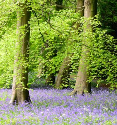 Where to find the best bluebells in Yorkshire.
