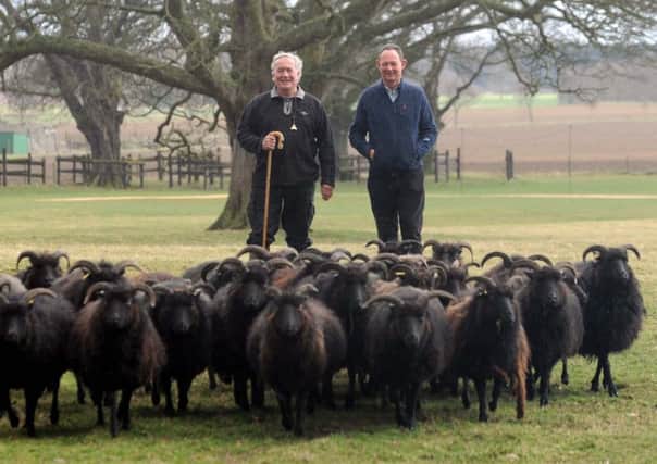 Charlie Forbes Adam (right) and shepherd John Atkinson with their flock of Hebridean sheep near York