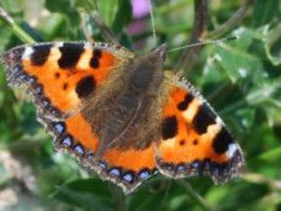 A red admiral butterfly, captured by reader Stephen Browne.