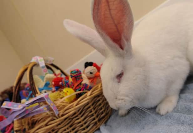 Rabbits are sociable animals and should not be left in a hutch on their own, the British Veterinary Association said.
