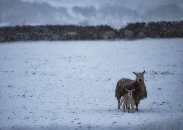 The Peak District where snow has fallen on new on new born lambs. Picture: Ross Parry Agency