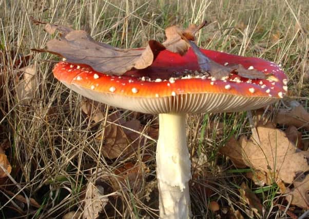 This mushroom may look good, especially in childrens books, but it is known to be poisonous to humans.