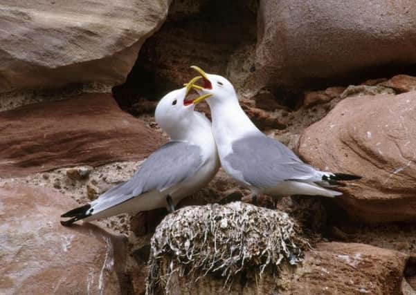 A pair of kittiwakes.  Pic: Andy Hay/RSPB-Images
