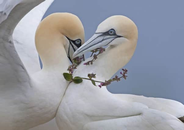 A gannet and its mate wearing a necklace of red campion, taken at RSPB Bempton. Credit Steve Race.