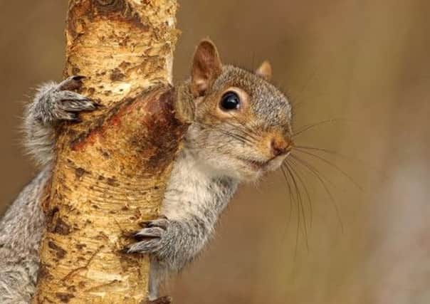 Grey squirrel numbers are expected to be up this spring.