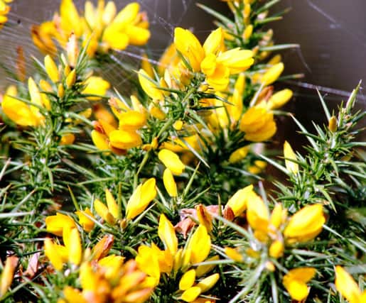 Beside the seaside: Plants such as gorse seem to thrive in the salt-laden air.
