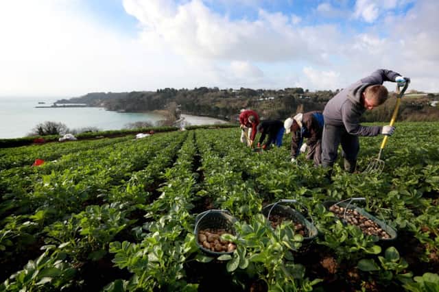 Farmers harvest Jersey Royal new potatoes from Le Grand Côtil, St Catherine's Bay on Jersey.  Pic: Matt Alexander/PA