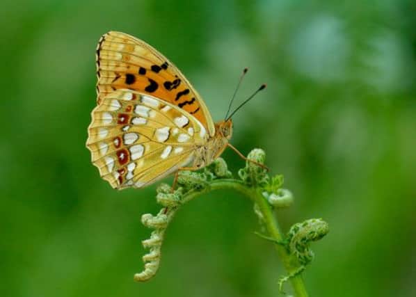 The High Brown Fritillary. 
Photo: Iain H Leach/Butterfly Conservation/PA Wire