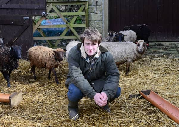 Sam Wybrew has created a venture breeding Shetland sheep for their meat.