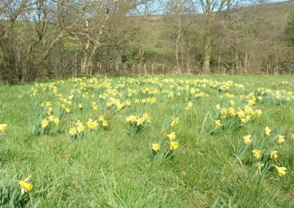 A talk in Farndale, famous for its trail of daffodils, seemed to go down very well.