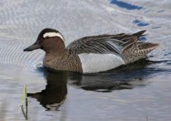 A drake garganey duck. They have started to return to Yorkshire, despite northerly winds.