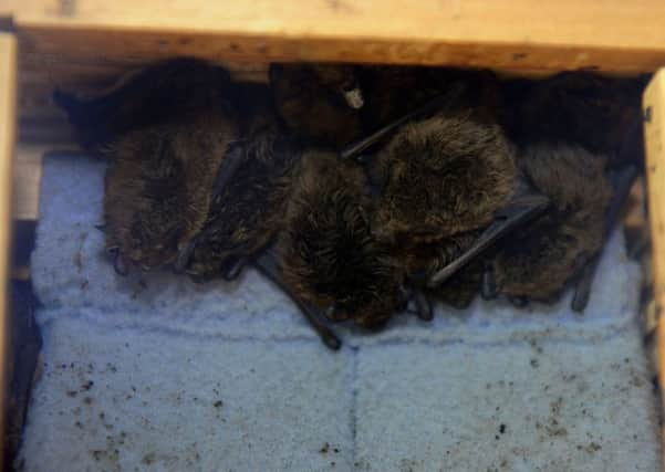 Baby Pipistrelle bats huddled in a nesting box at the West Yorkshire Bat Group in Otley.
