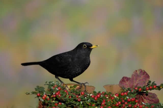 The blackbird was the most common bird seen on farms this winter.