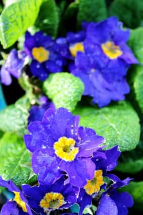 Most people will simply buy Polyanthus from garden centres.