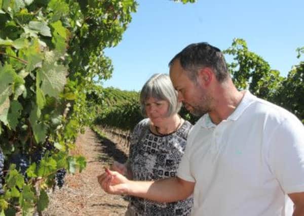 Liz  Szwarc checks the ripeness of the grapes with winemaker Gerhard Swart