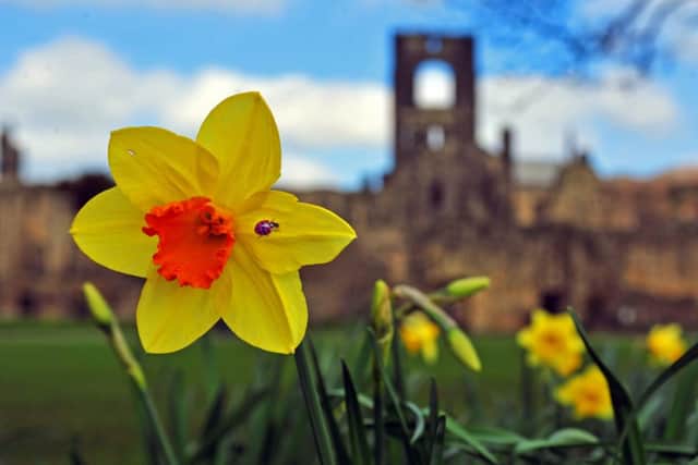 Daffodils in full bloom on Easter Sunday in the grounds of Kirkstall Abbey in Leeds.
Picture: Tony Johnson