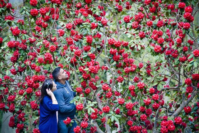 James Critchley and Lisa Bridges (left) admire bright red blooms on a rhododendron thomsonii at Westonbirt Arboretum, Tetbury, where spring is in full bloom.