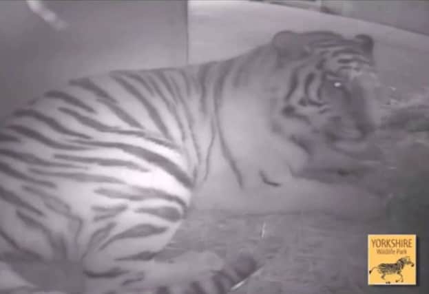 Footage from the Yorkshire Wildlife Park's CCTV camera