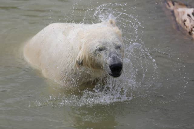 Victor the polar bear cools off on the warm spring sun at Yorkshire Wildlife Park.  Picture: Ross Parry Agency