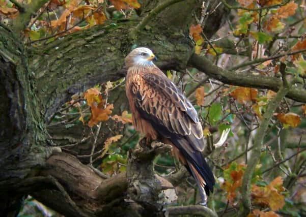 Red kites are among the birds of prey that have been persecuted in North Yorkshire, police report.  Pic: Doug Simpson