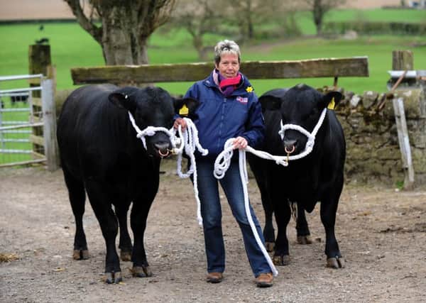 Anne Turnbull with Aberdeen Angus in readiness for show season.