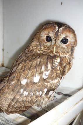 This tawny owl had to be put down after being shot with an air rifle, breaking its legs.