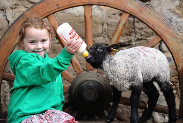 Ian Prentice's daughter Beth feeds a young lamb.