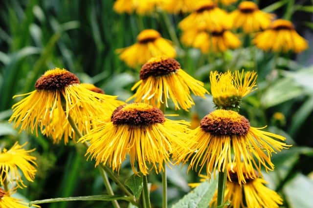 COLOUR FAST: Rudbeckia is a well-deserved perennial favourite.