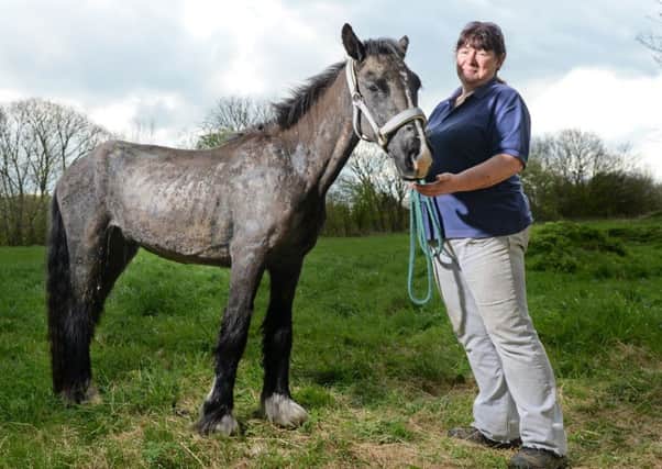 Picture shows Hope the pony that was found in Wakefield