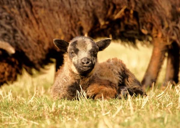 Shaun McKenna's first homegrown lamb