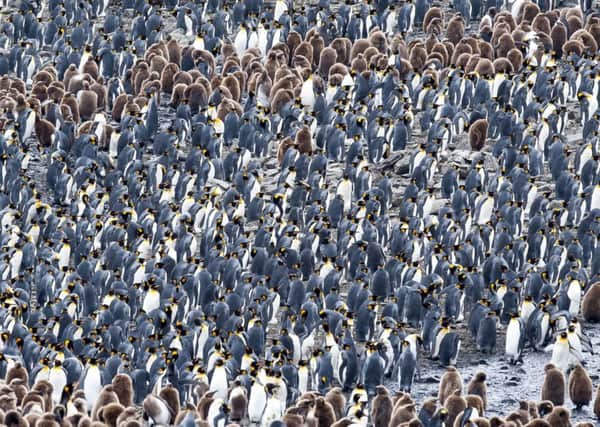 King penguins on Salisbury Plain, South Georgia.