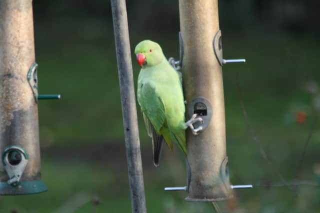 A ring-necked parakeet captured on film in Spofforth by Rex Bradshaw.