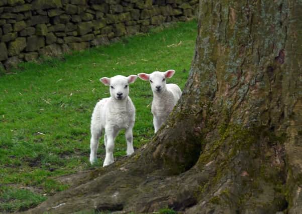 The lambs in the fields add to a season that is now in full bloom.