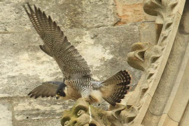 Wildlife artist Robert Fuller captured this photograph of one of the peregrines in November.