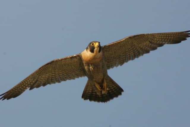 Another shot of a peregrine in action above York by Robert Fuller.