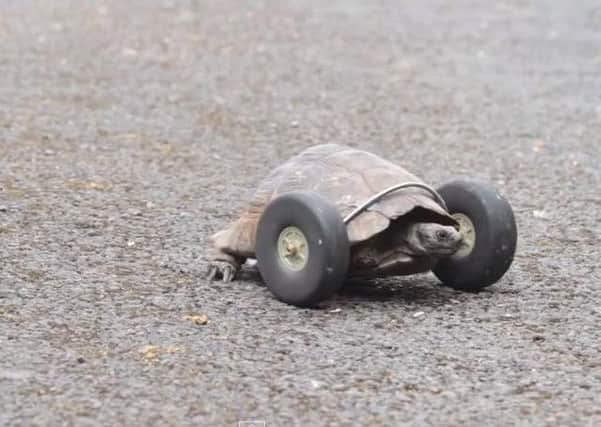 Mrs T, the tortoise on wheels. Picture: Ross Parry Agency
