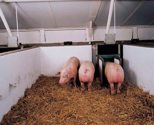 ACMC has a reputation for its work in pig genetics.