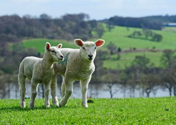 The spike in the farm price paid for lamb has worn off.  Pic: Glen Minikin/rossparry.co.uk